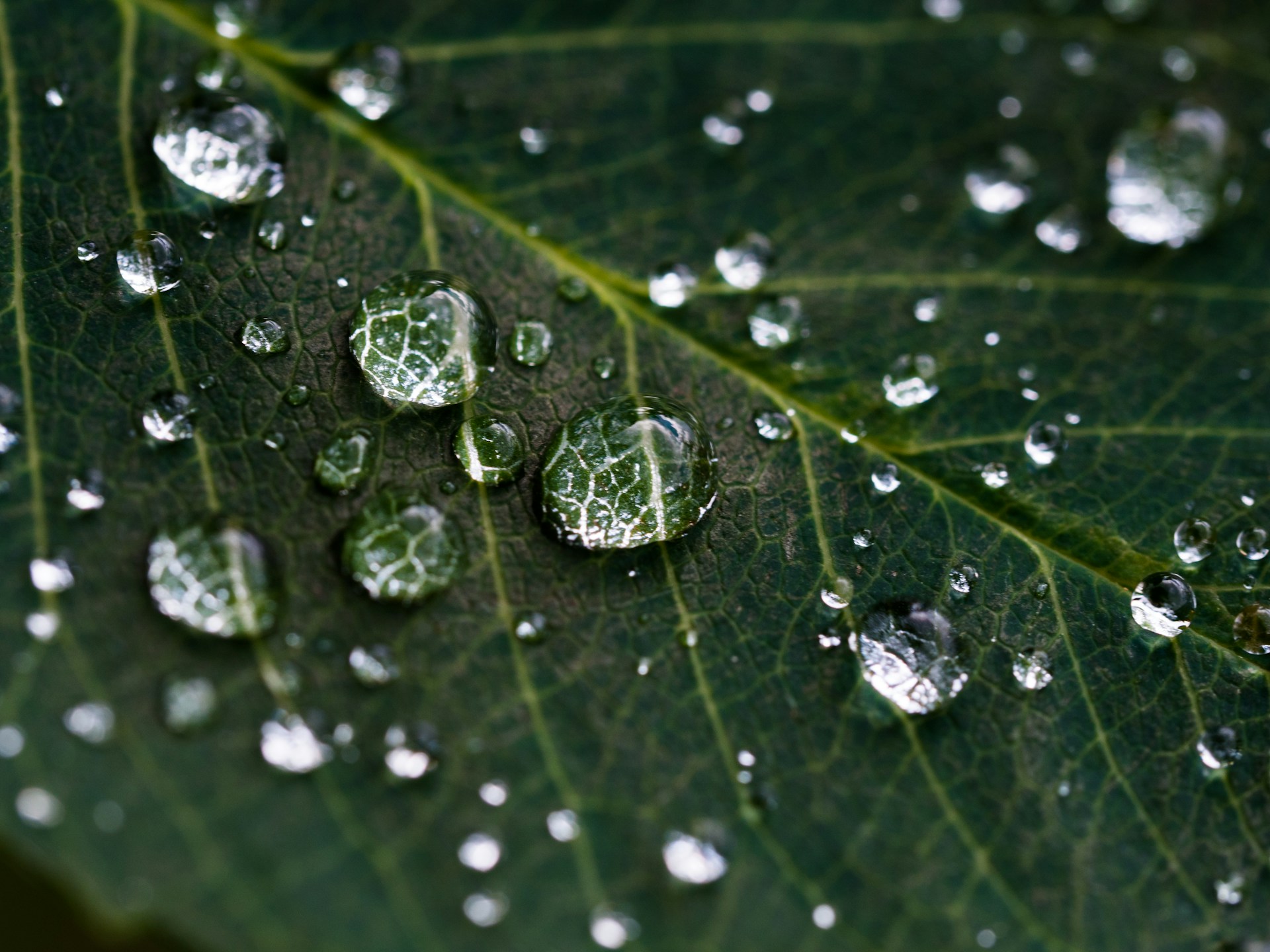 Macro photography